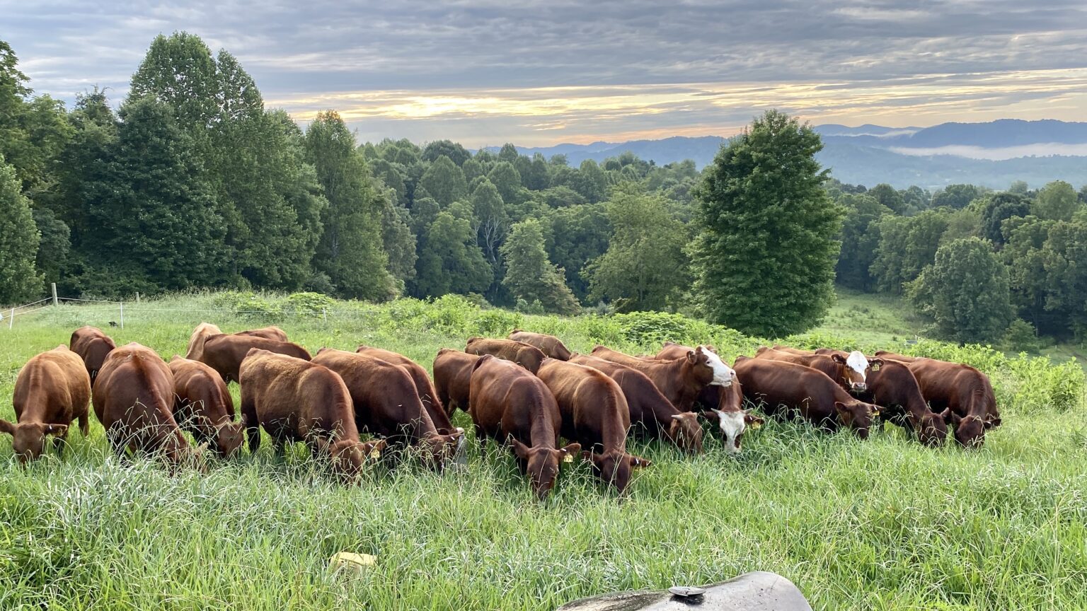 Cultivating the Dream The Birth of Brookhaven Farms Brookhaven Farms